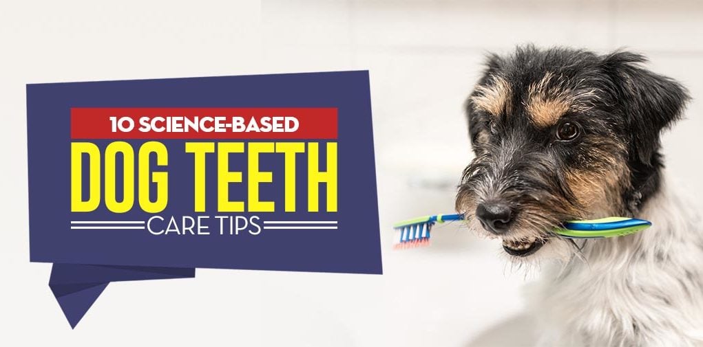 Science-Based Dog Teeth Care Tips