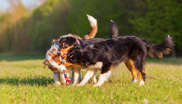 Scientific Reasons to Socialize a Dog