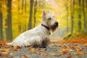 Scottish terrier hunting dog