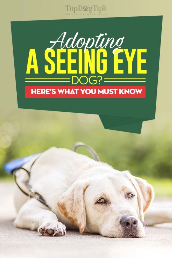 Seeing Eye Dog Adoption