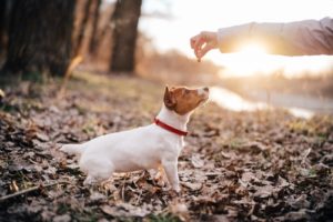 Should You Adopt A Jack Russell Terrier