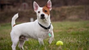 Should You Adopt A Jack Russell Terrier