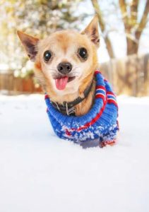 Small dog in cold winter weather