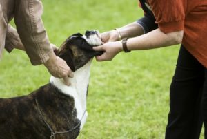 Thanksgiving Dog Show