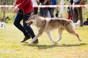 Thanksgiving Dog Show