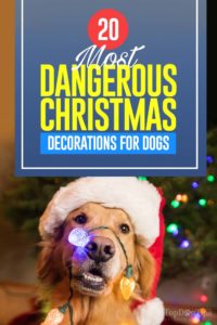 The 20 Most Dangerous Christmas Decorations for Dogs