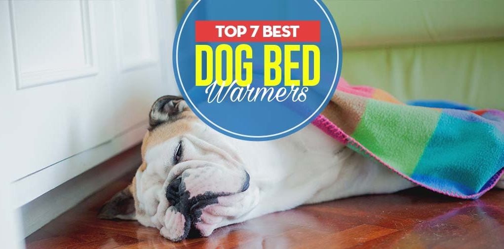 The 7 Best Dog Bed Warmers