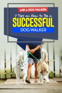 The 7 Tips on How to Be a Successful Dog Walker