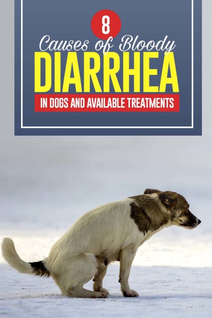 The 8 Causes of Bloody Diarrhea in Dogs