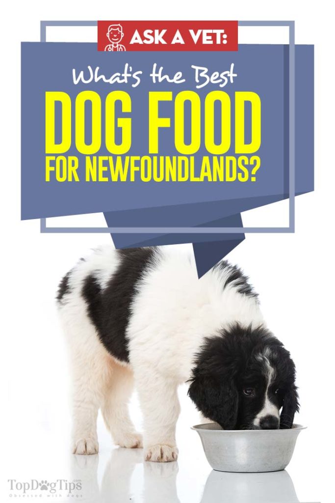 The Best Dog Food for Newfoundland - Top 10 Vet Recommended Brands