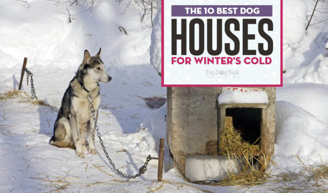 The Best Dog House for Winter Choices