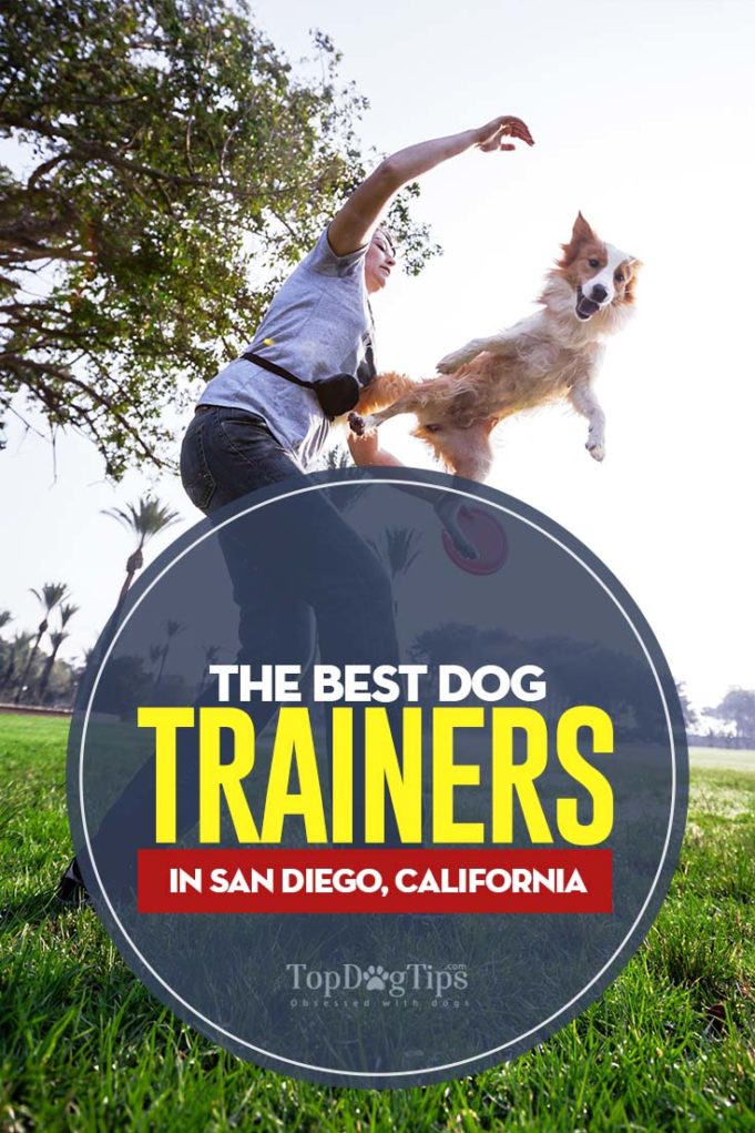 The Best Dog Trainers in San Diego