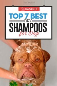 The Best Dry Dog Shampoo