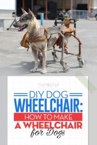 The DIY Dog Wheelchair Guide