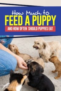 Tips on How Much to Feed a Puppy and How Often Should Puppies Eat