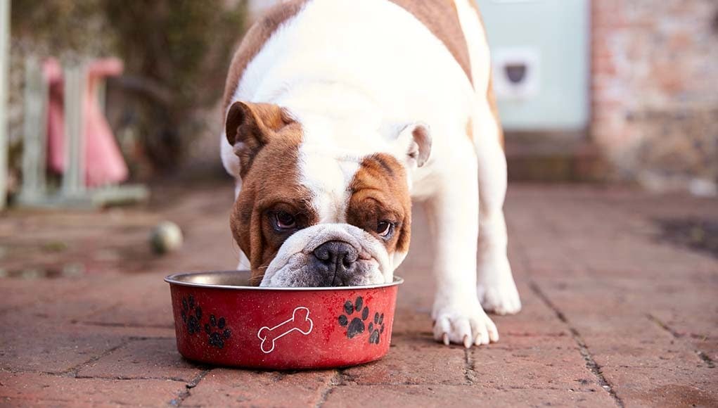 Top 10 Best Dog Food for Medium Dogs