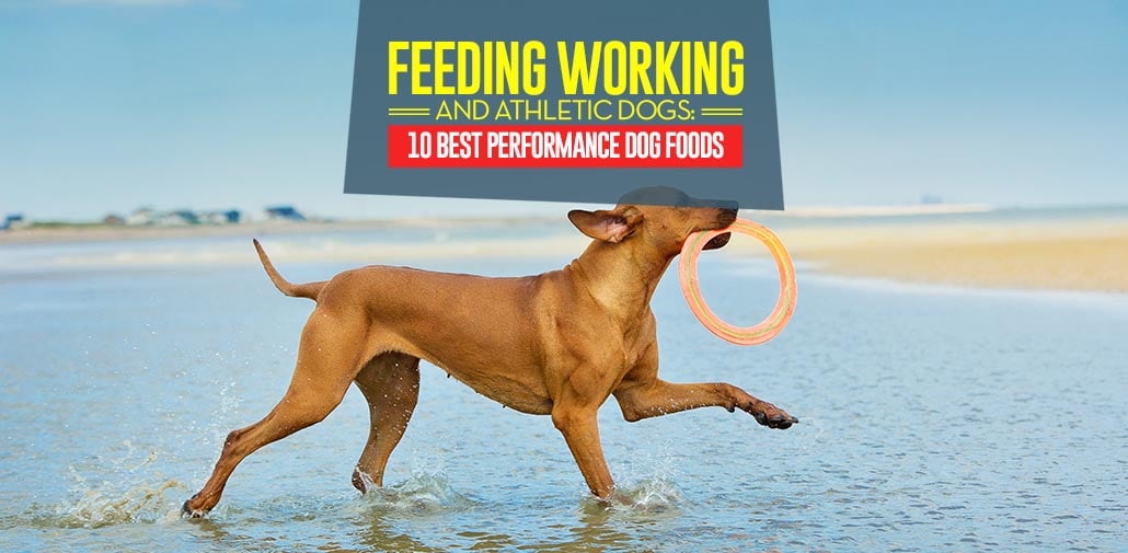 Top 10 Best Performance Dog Foods for Working and Athletic Dogs