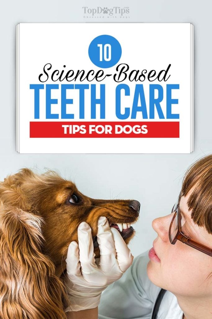 Top 10 Science-Based Dog Teeth Care Tips