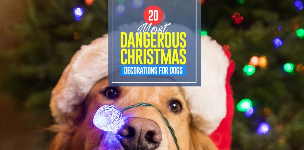 Top 20 Most Dangerous Christmas Decorations for Dogs