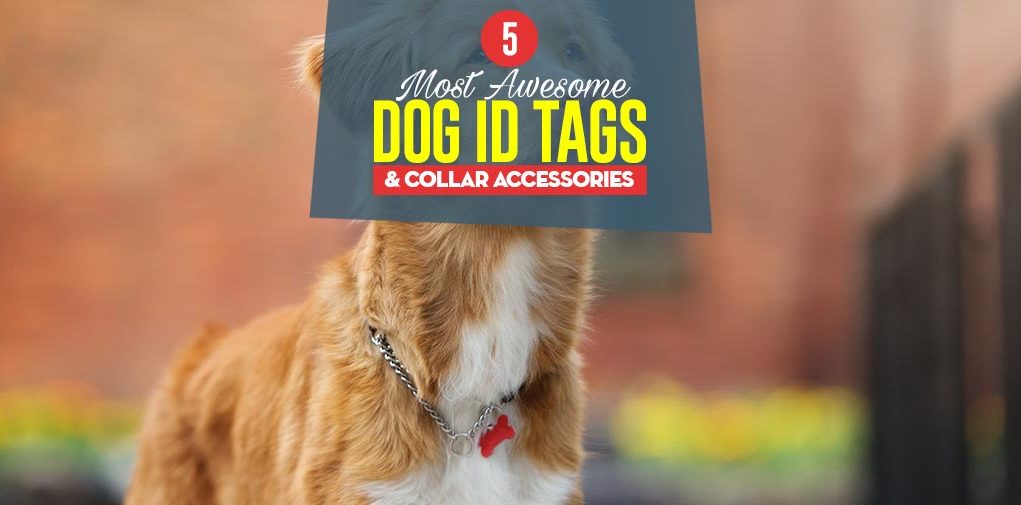 Top 5 Best Dog ID Tags & Collar Accessories