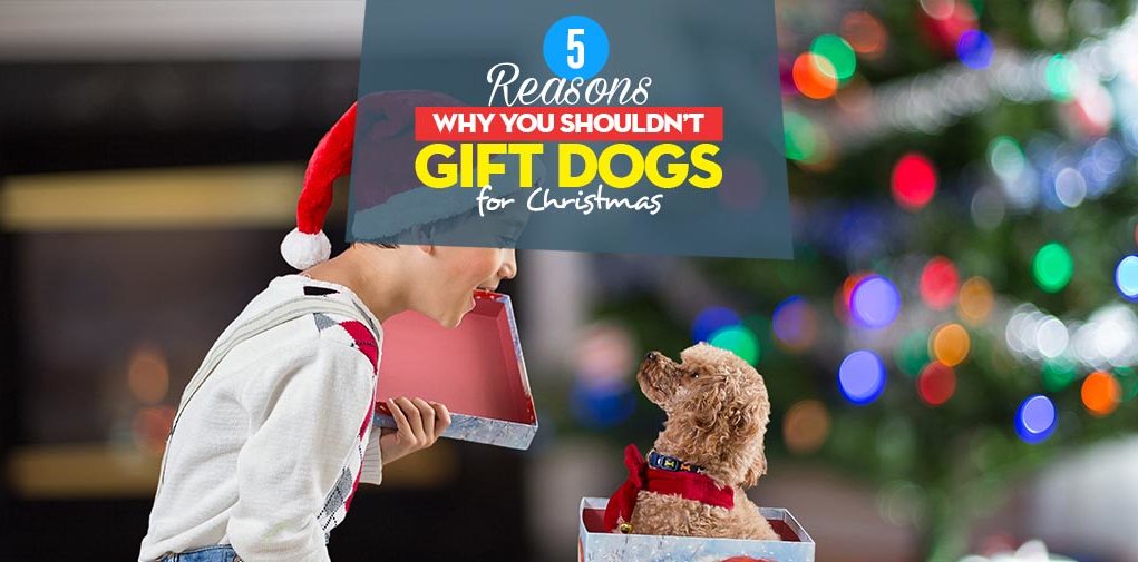 Top 5 Reasons Why You Shouldn’t Gift Dogs for Christmas