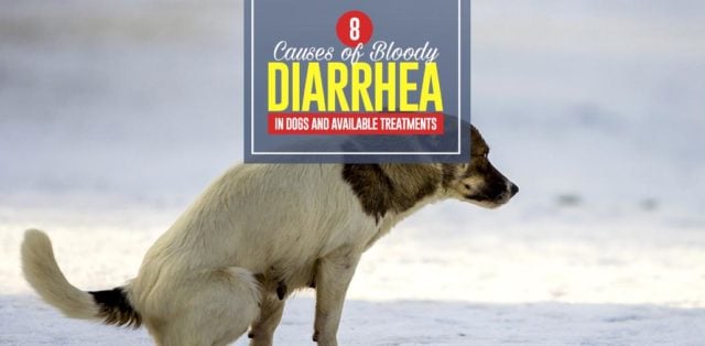 Top 8 Causes of Bloody Diarrhea in Dogs and Available Treatments