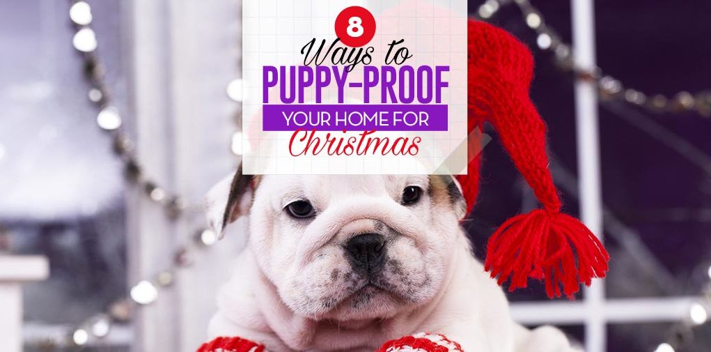 Top 8 Ways to Puppy-Proof Your Home for Christmas