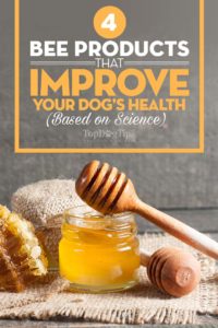 Top Bee Products That Can Improve Your Dog Health