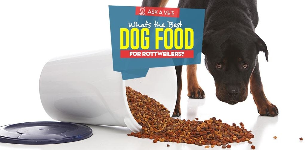 Top Best Dog Foods for Rottweilers