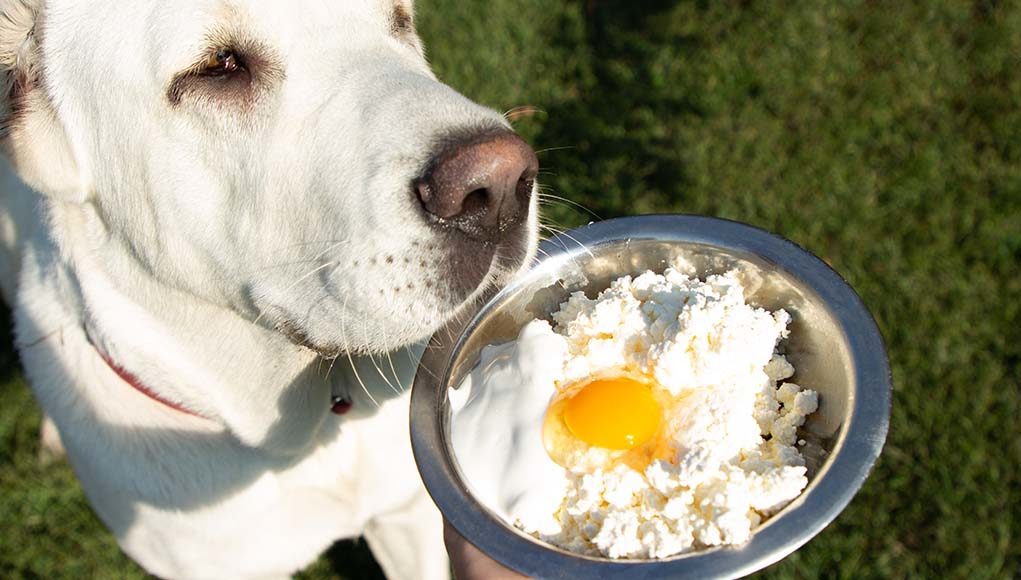 Top Most Healthy Homemade Dog Food Recipes