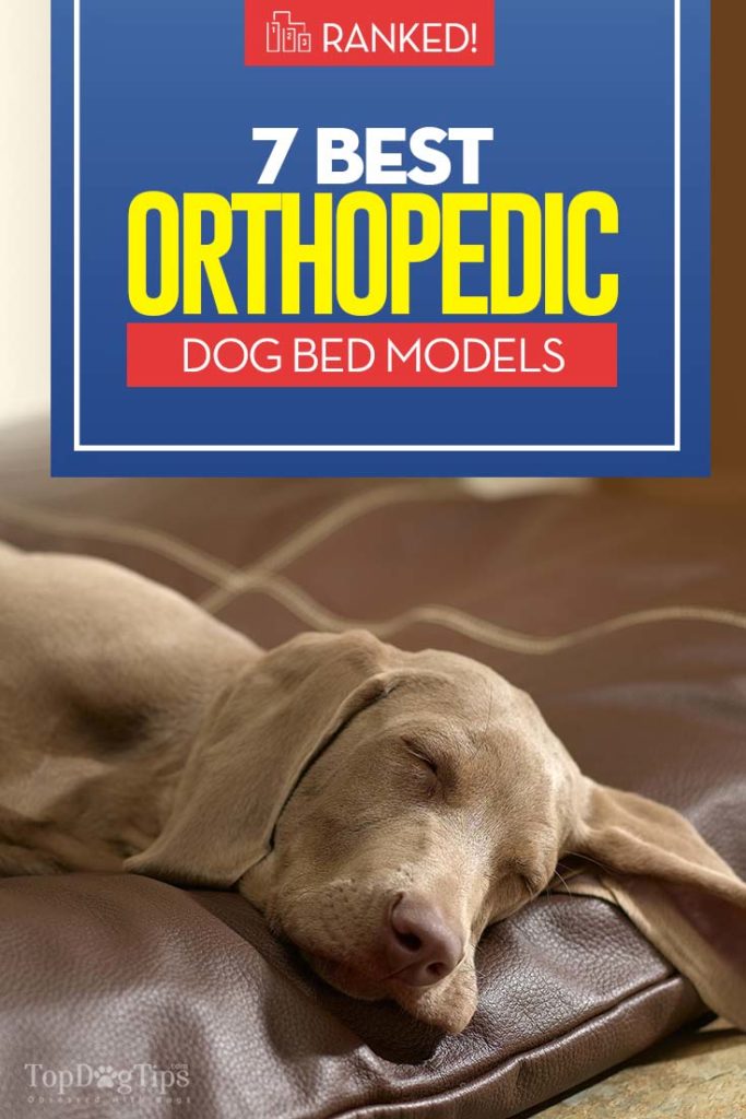 Top Rated Best Orthopedic Dog Beds