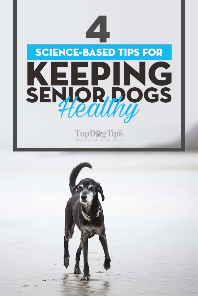 Top Science-Based Tips for Keeping Senior Dogs Healthy