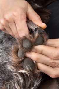 Trim your dogs nails