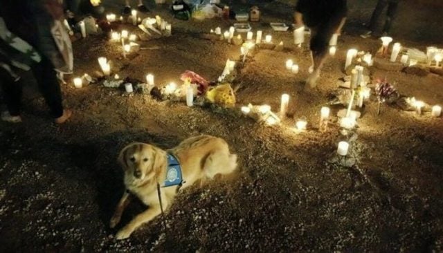 Caring Canines Comfort Las Vegas After Tragedy