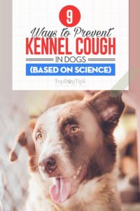 9 Ways to Deal With Kennel Cough in Dogs