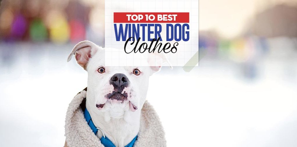 What Are the Best Winter Dog Clothes