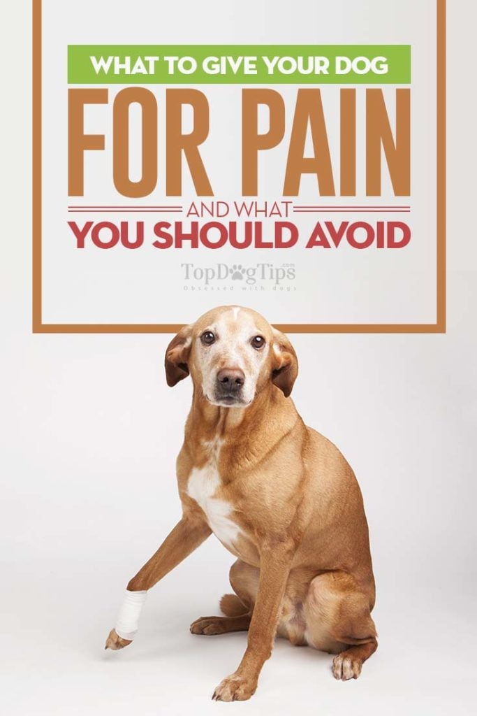 What to Give Your Dog for Pain and What You Should Avoid