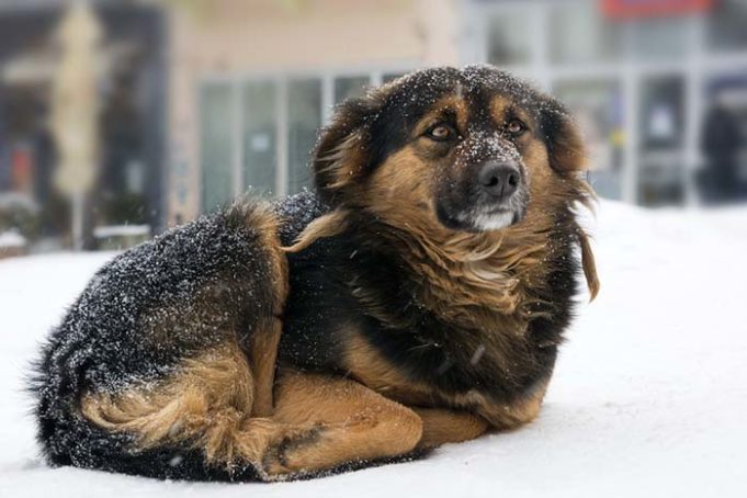 When Is It Too Cold for Dogs In Winter