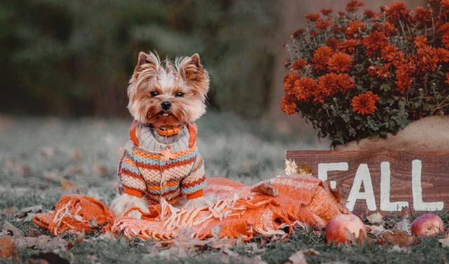 The Best Thanksgiving dog sweater