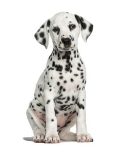 Dalmation