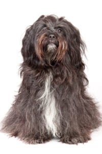 Tibetan Terrier