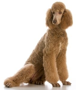 Standard Poodle