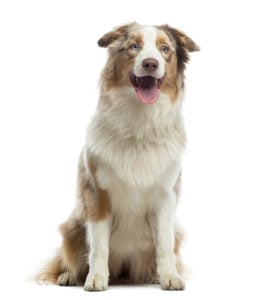 Australian Shepherd