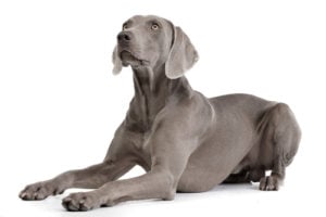 Weimaraner