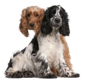 Cocker Spaniel