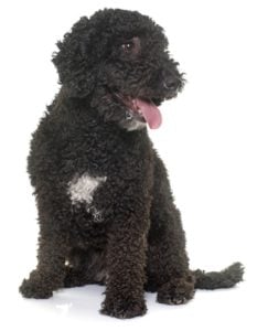 Portuguese Water Dog