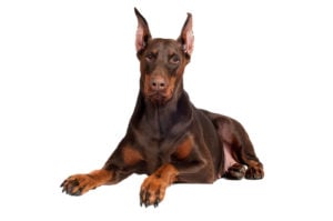 Doberman Pinscher