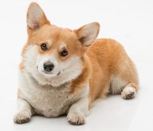 Pembroke Welsh Corgi