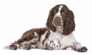 English Springer Spaniel