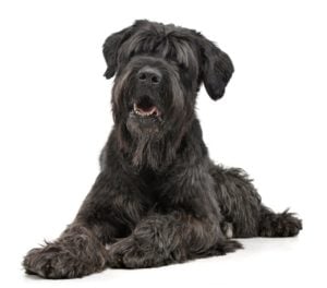 Black Russian Terrier